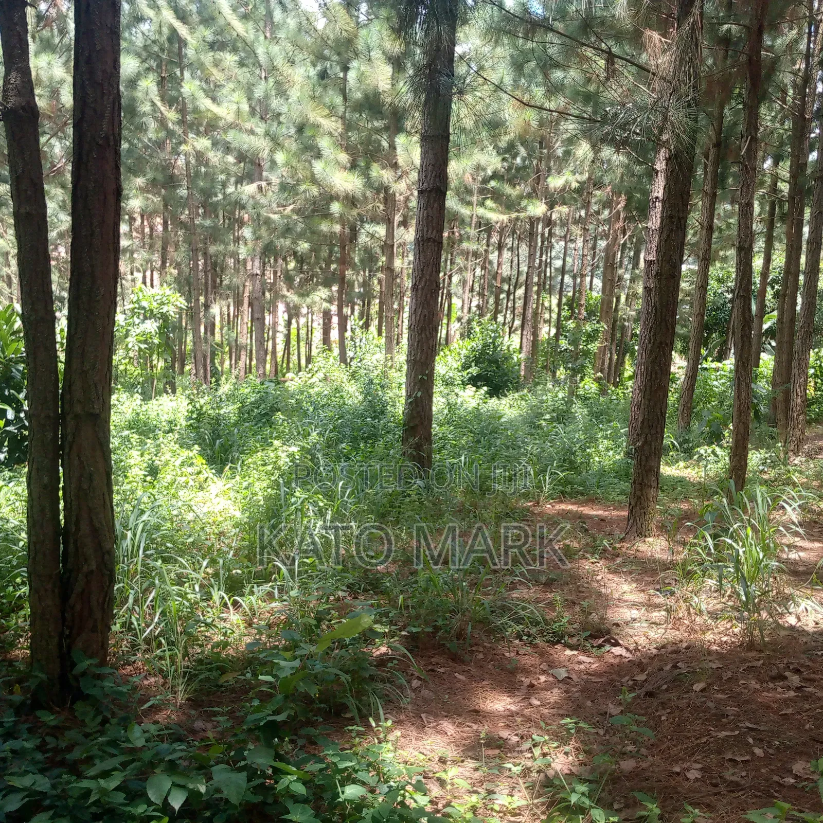 One Acre for Sale Located at Seeta Kikoza Town Mukono