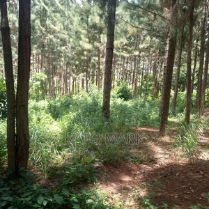 One Acre for Sale Located at Seeta Kikoza Town Mukono