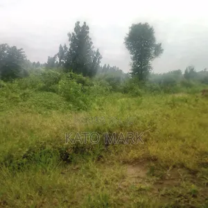Several Plot for Sale Located at Mukono Kisowera