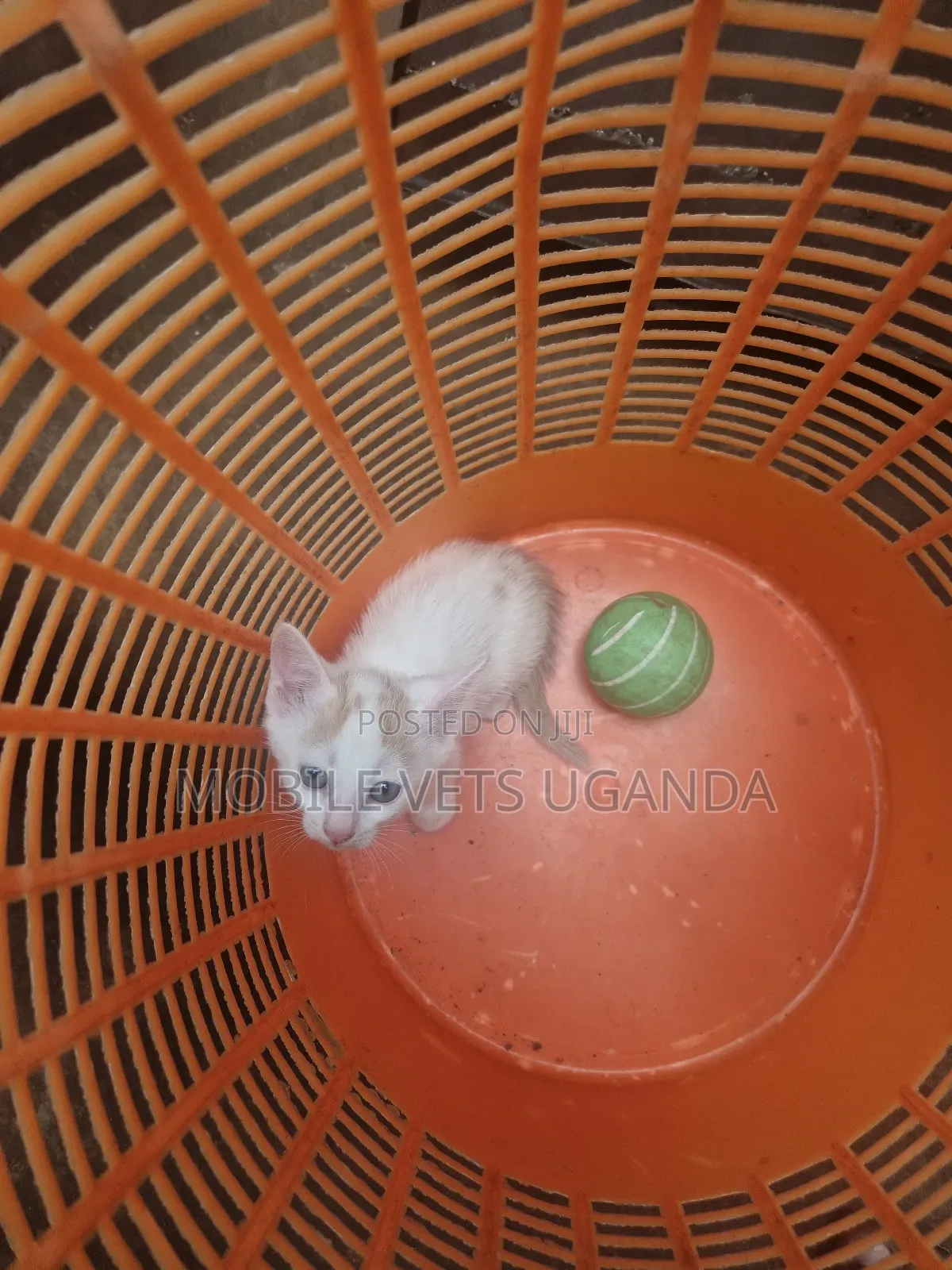 3-6 months Female Purebred Exotic