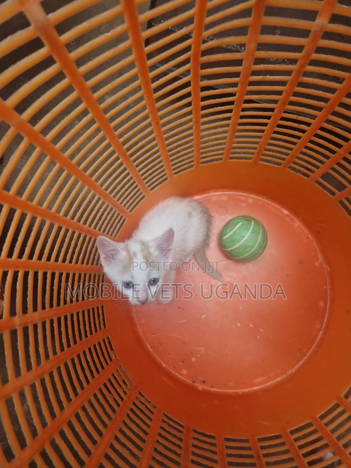 1-3 months Female Purebred American Curl