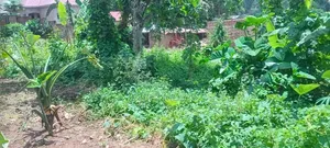 50by100 Feet for Sell