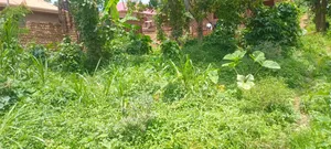 50by100 Feet for Sell