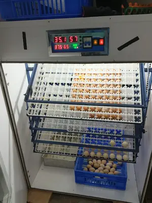 Egg Incubator With A Free Back Up Generator