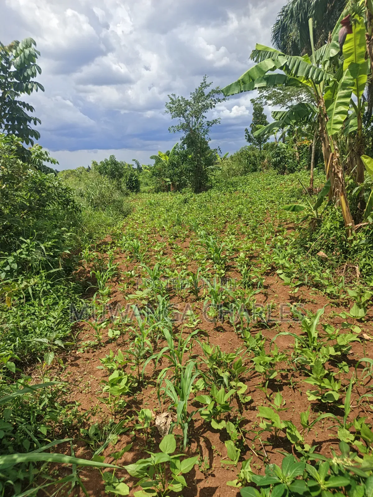 Land on Sale in Zirobwe Tongo Town