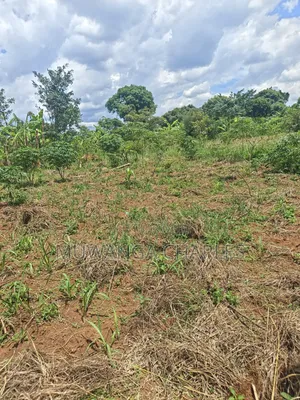 Land on Sale in Zirobwe Tongo Town