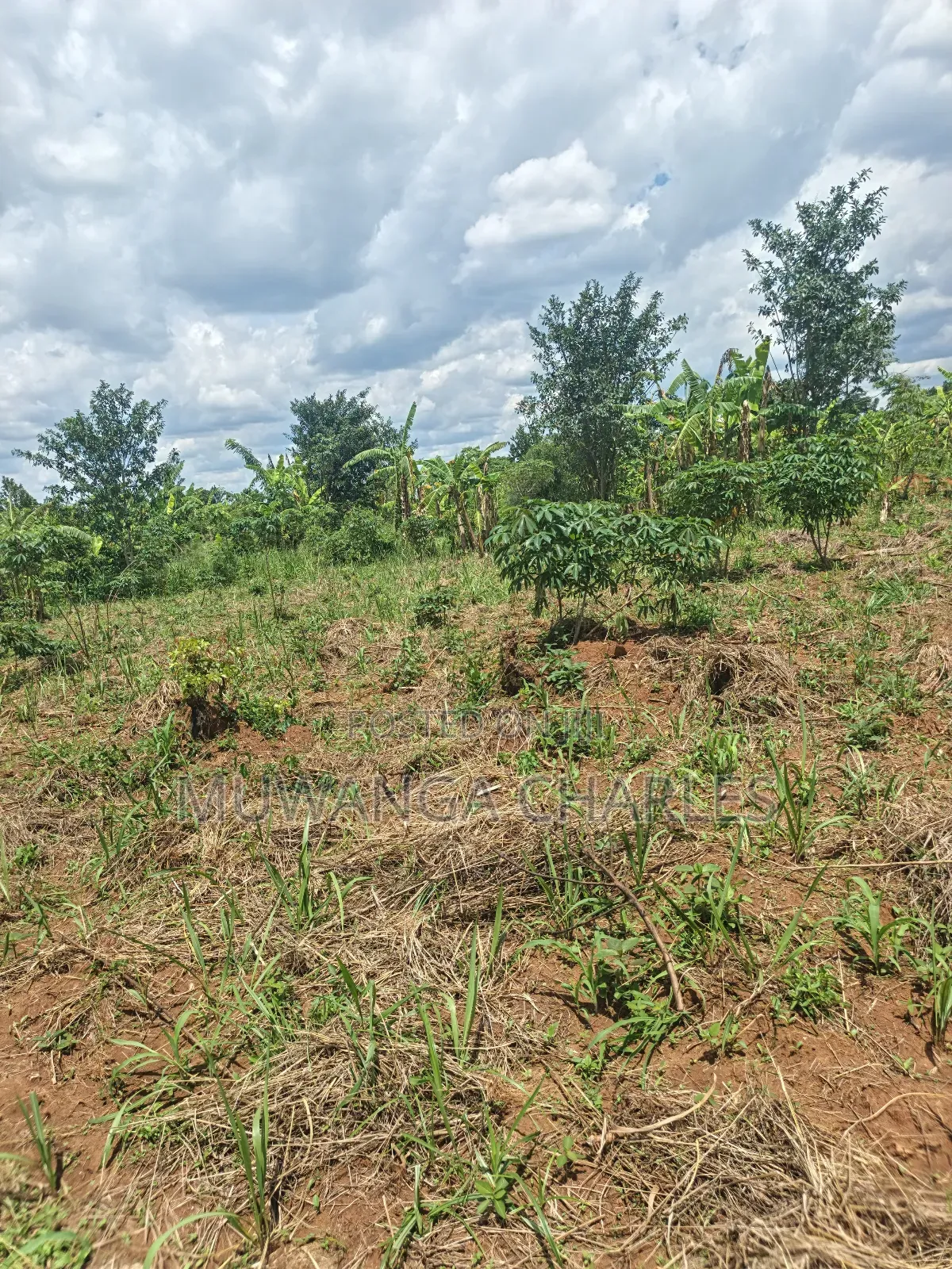 Land on Sale in Zirobwe Tongo Town