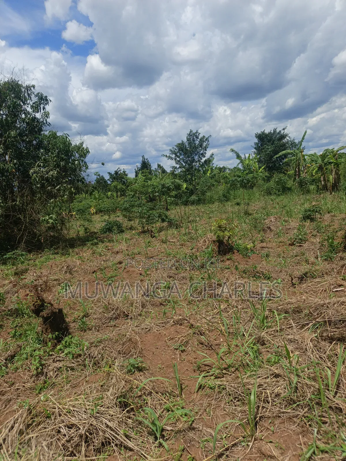 Land on Sale in Zirobwe Tongo Town