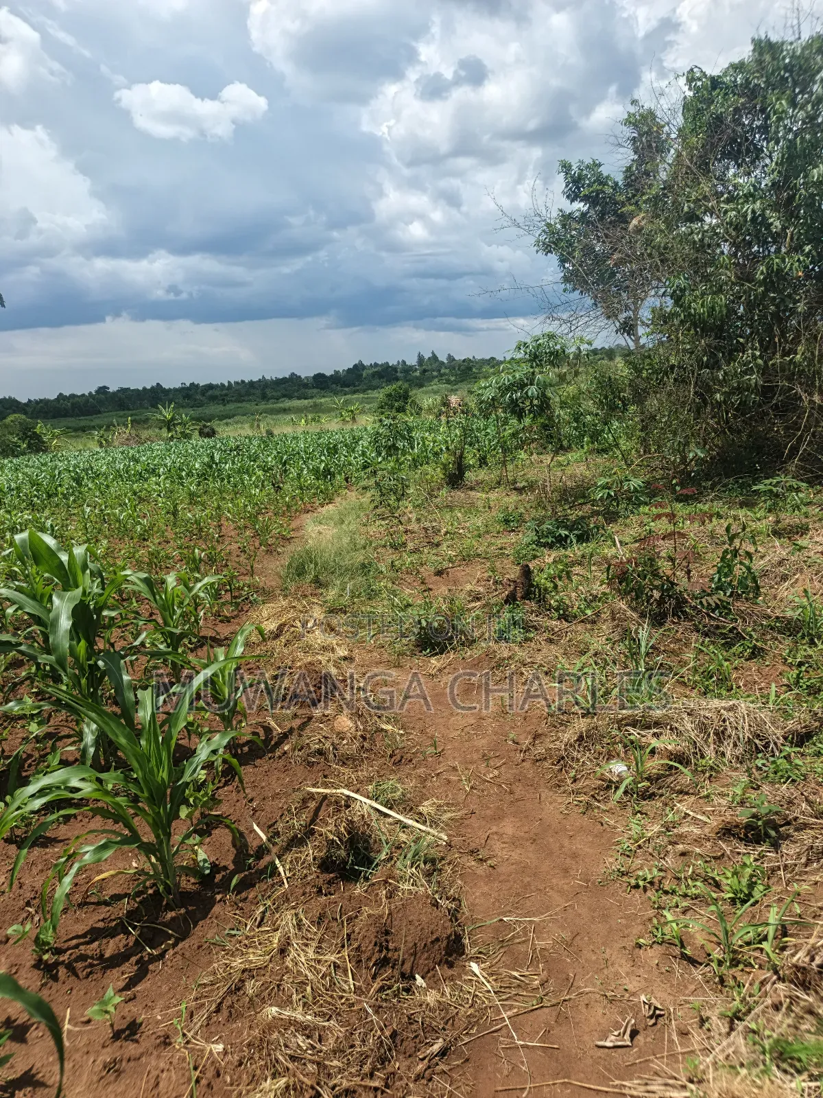 Land on Sale in Zirobwe Tongo Town