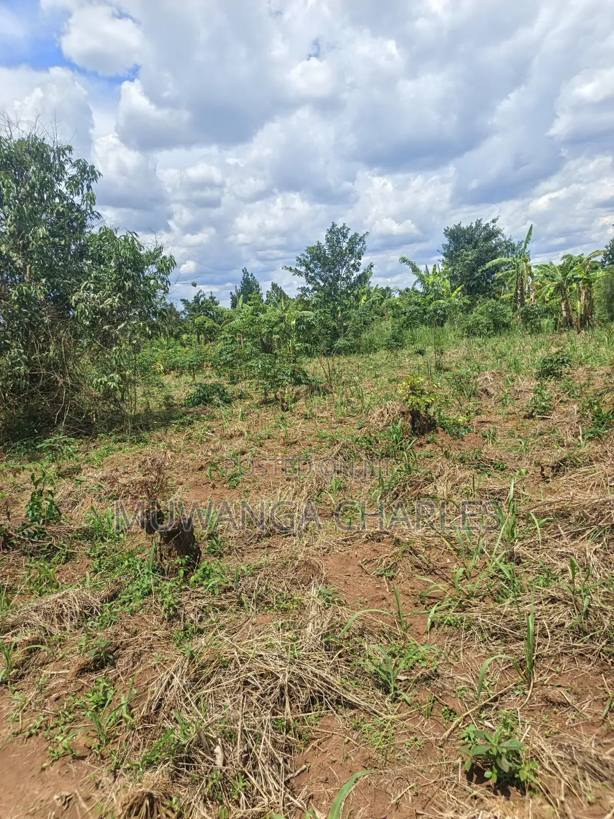 Land on Sale in Zirobwe Tongo Town