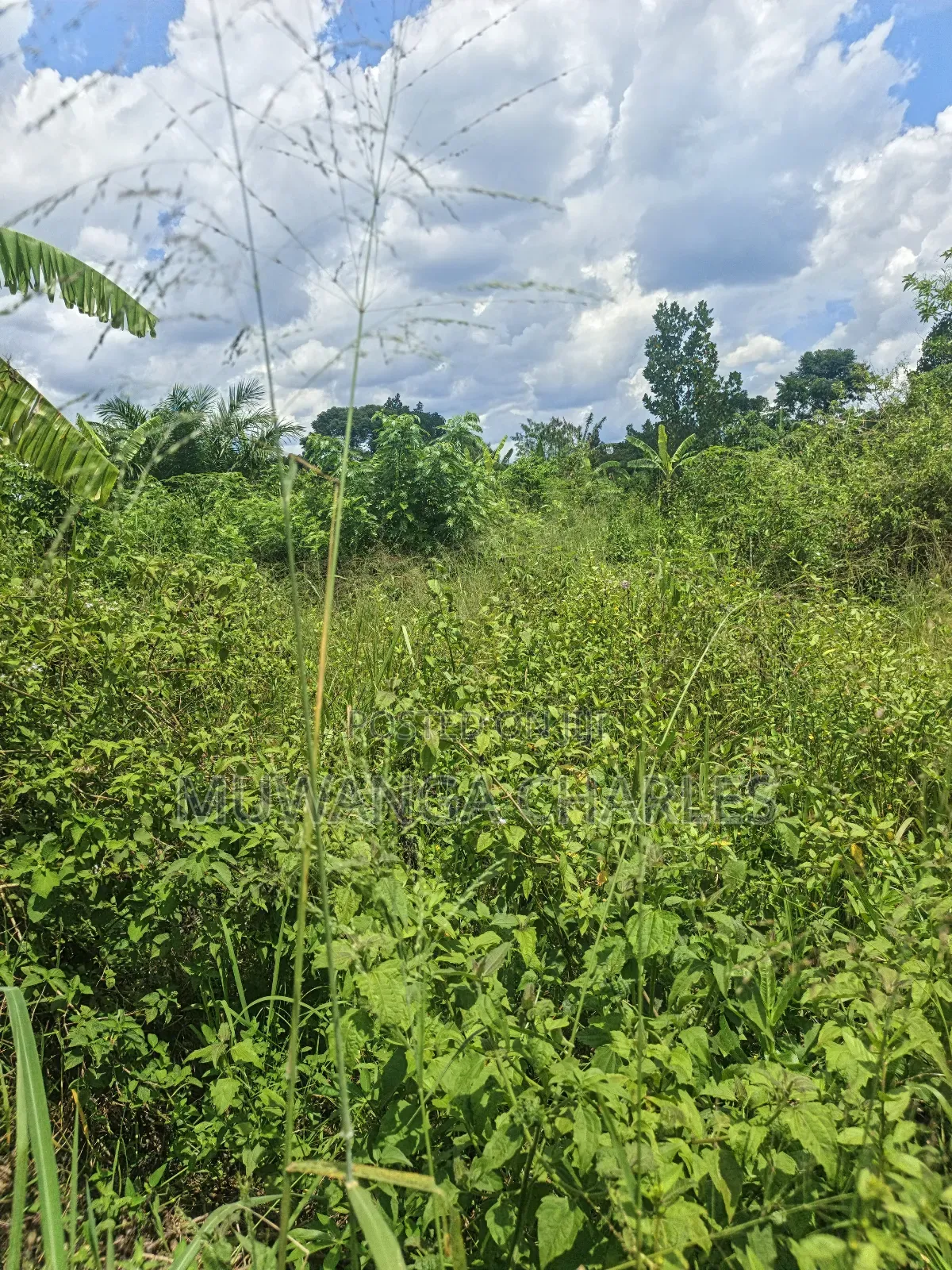 Land on Sale in Zirobwe Tongo Town