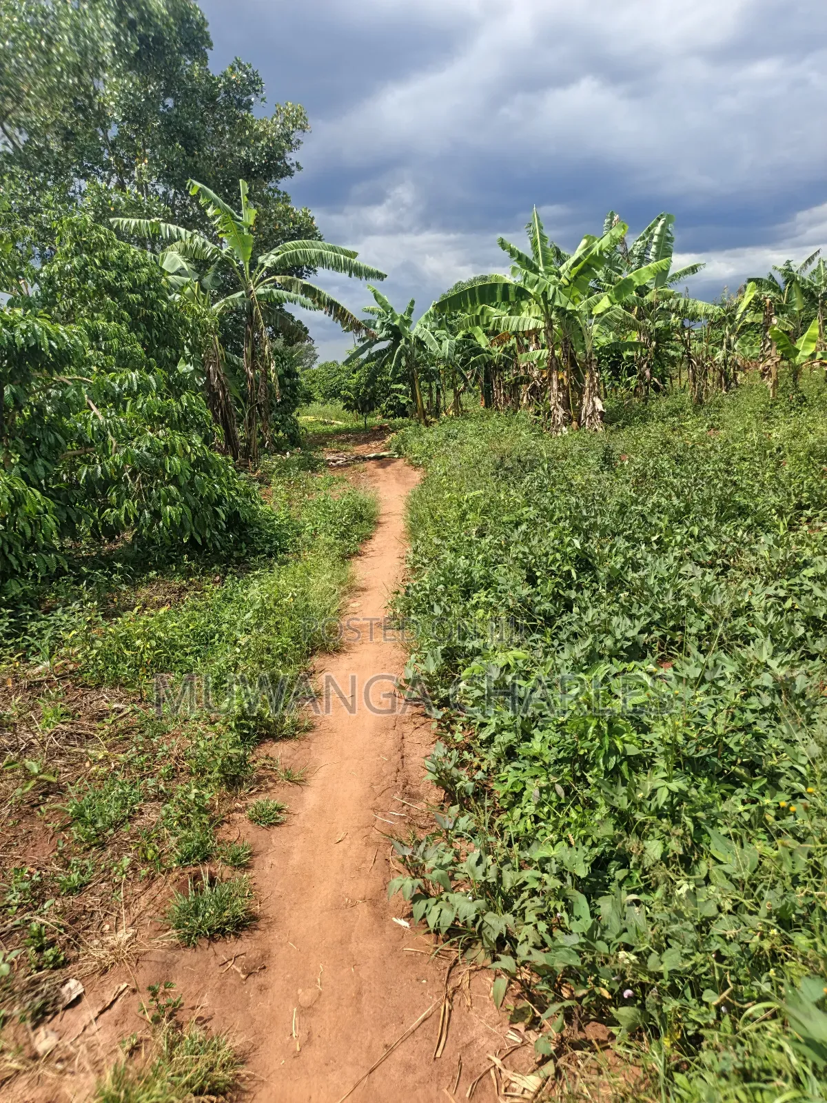 4acres of Land on Sale in Zirobwe Tongo
