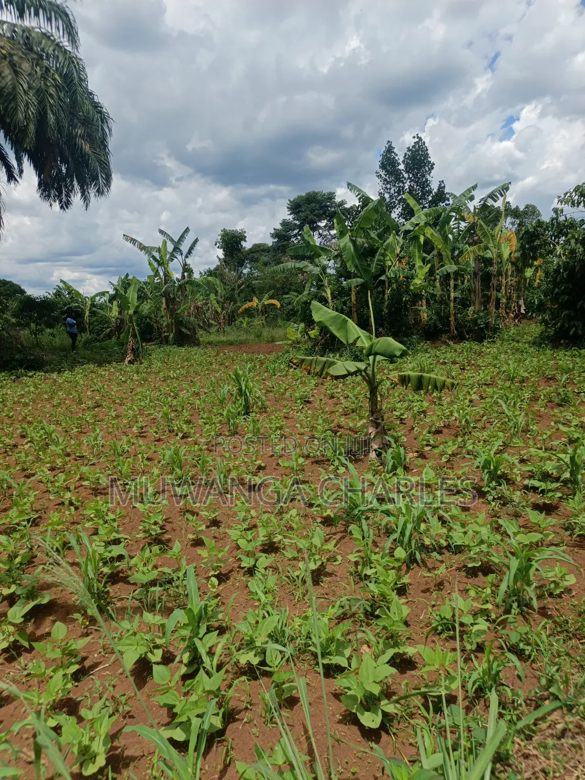 4acres of Land on Sale in Zirobwe Tongo