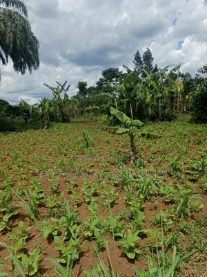 4acres of Land on Sale in Zirobwe Tongo