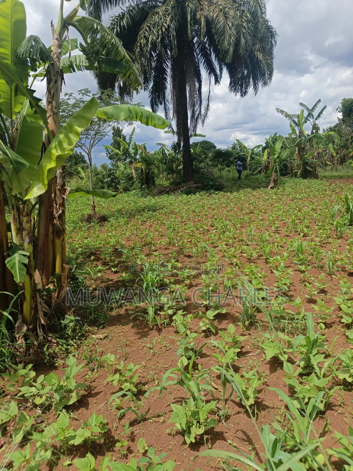 4acres of Land on Sale in Zirobwe Tongo
