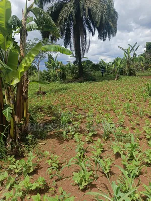 4acres of Land on Sale in Zirobwe Tongo