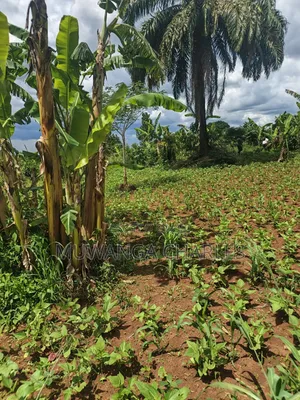 4acres of Land on Sale in Zirobwe Tongo
