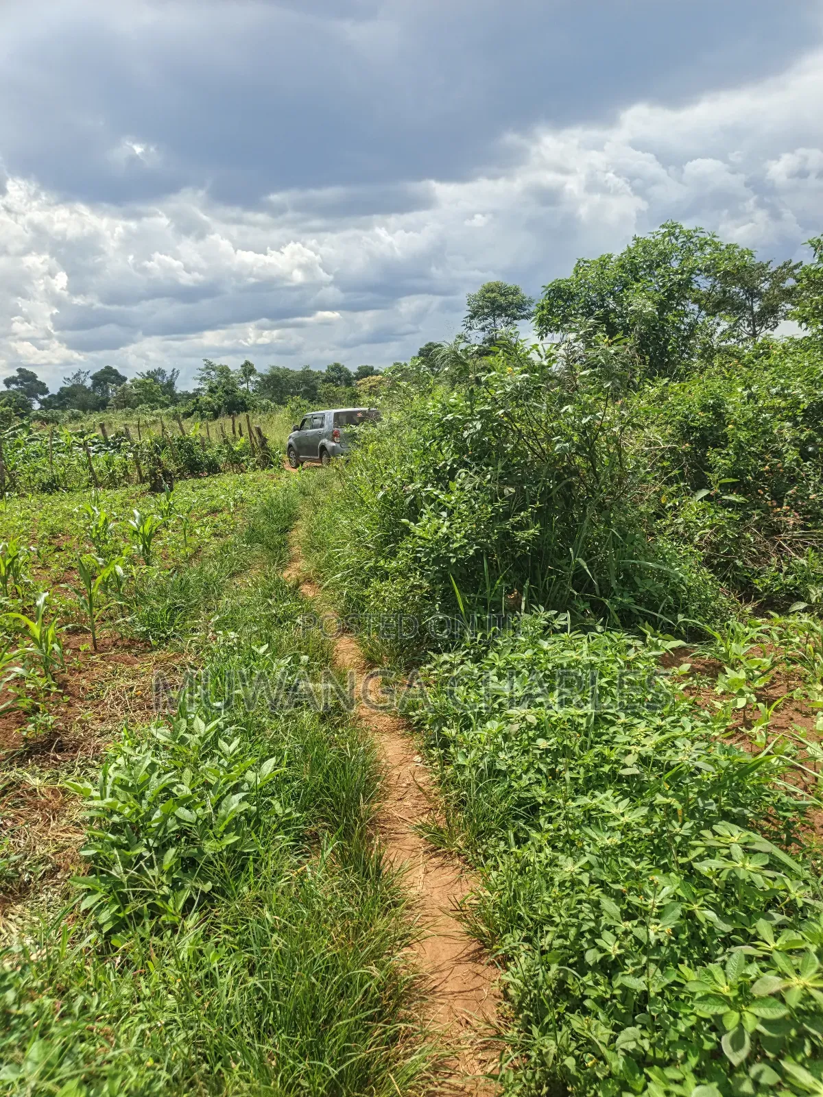 4acres of Land on Sale in Zirobwe Tongo