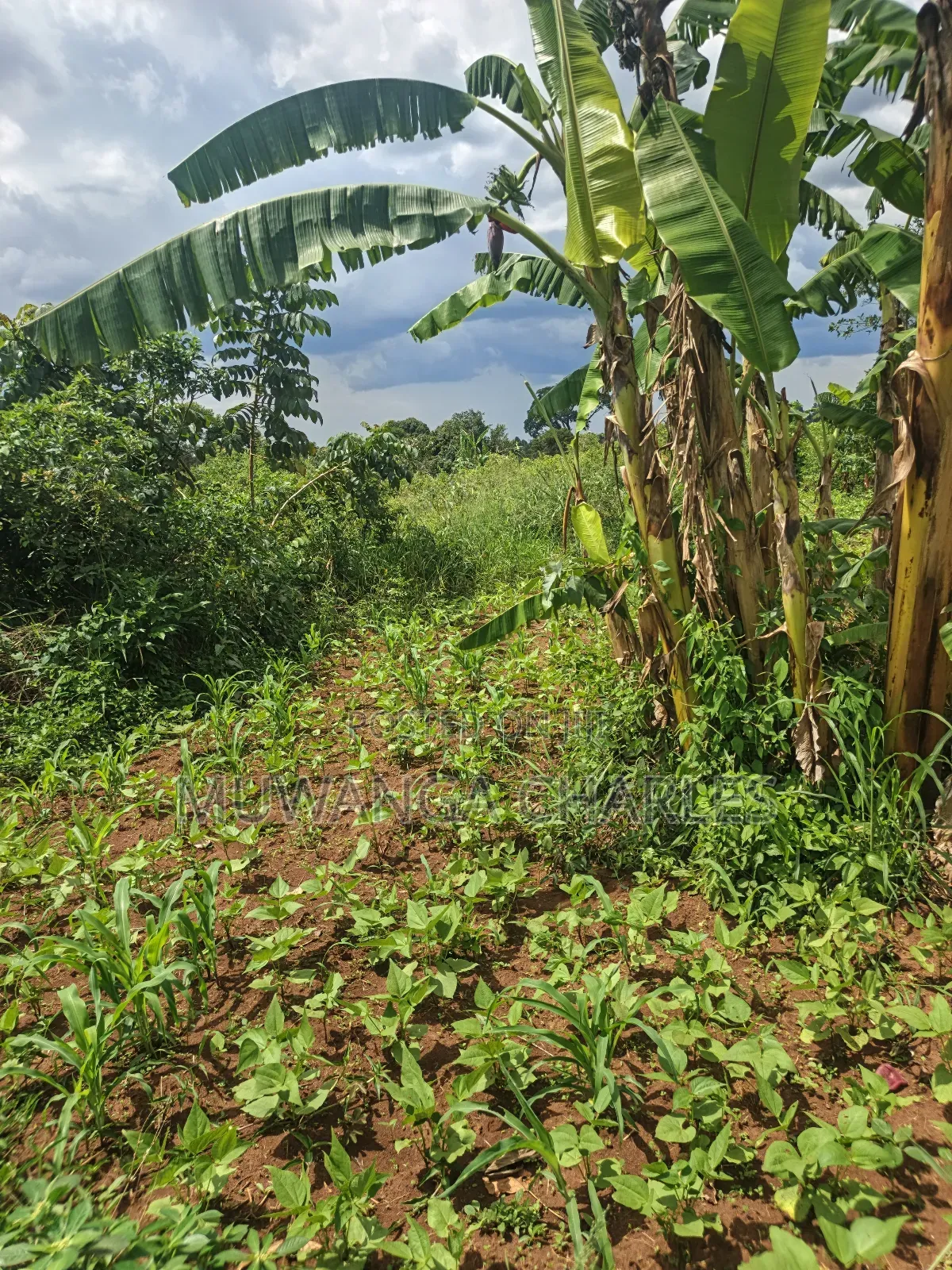 4acres of Land on Sale in Zirobwe Tongo