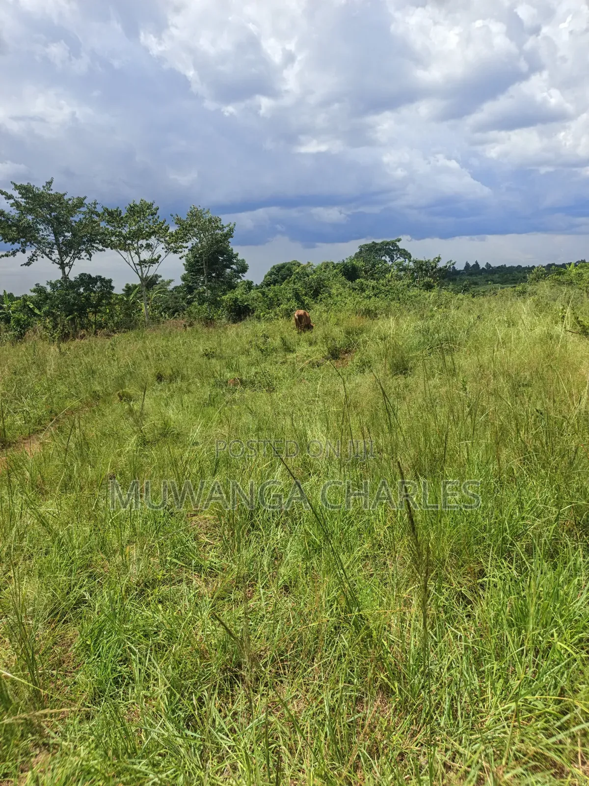4acres of Land on Sale in Zirobwe Tongo