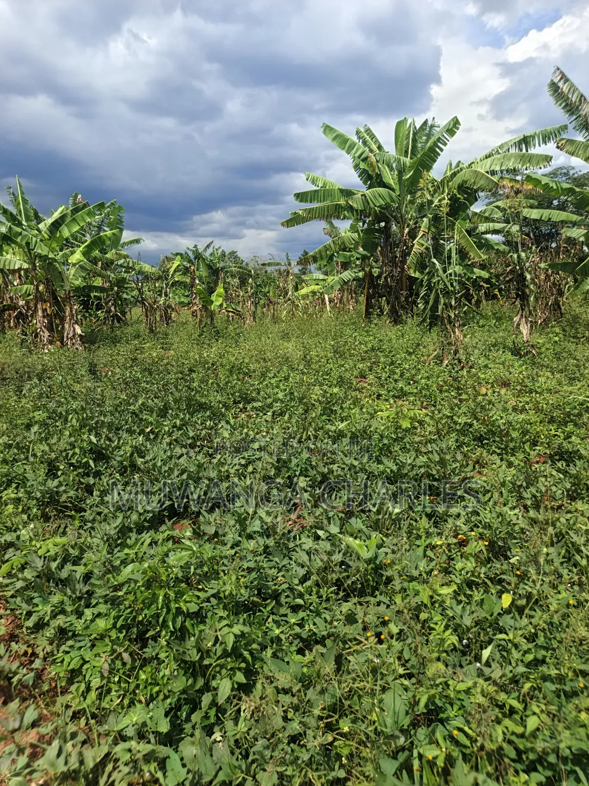 4acres of Land on Sale in Zirobwe Tongo