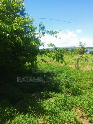 15 Acres of Farm Land on Lake Victoria Shores