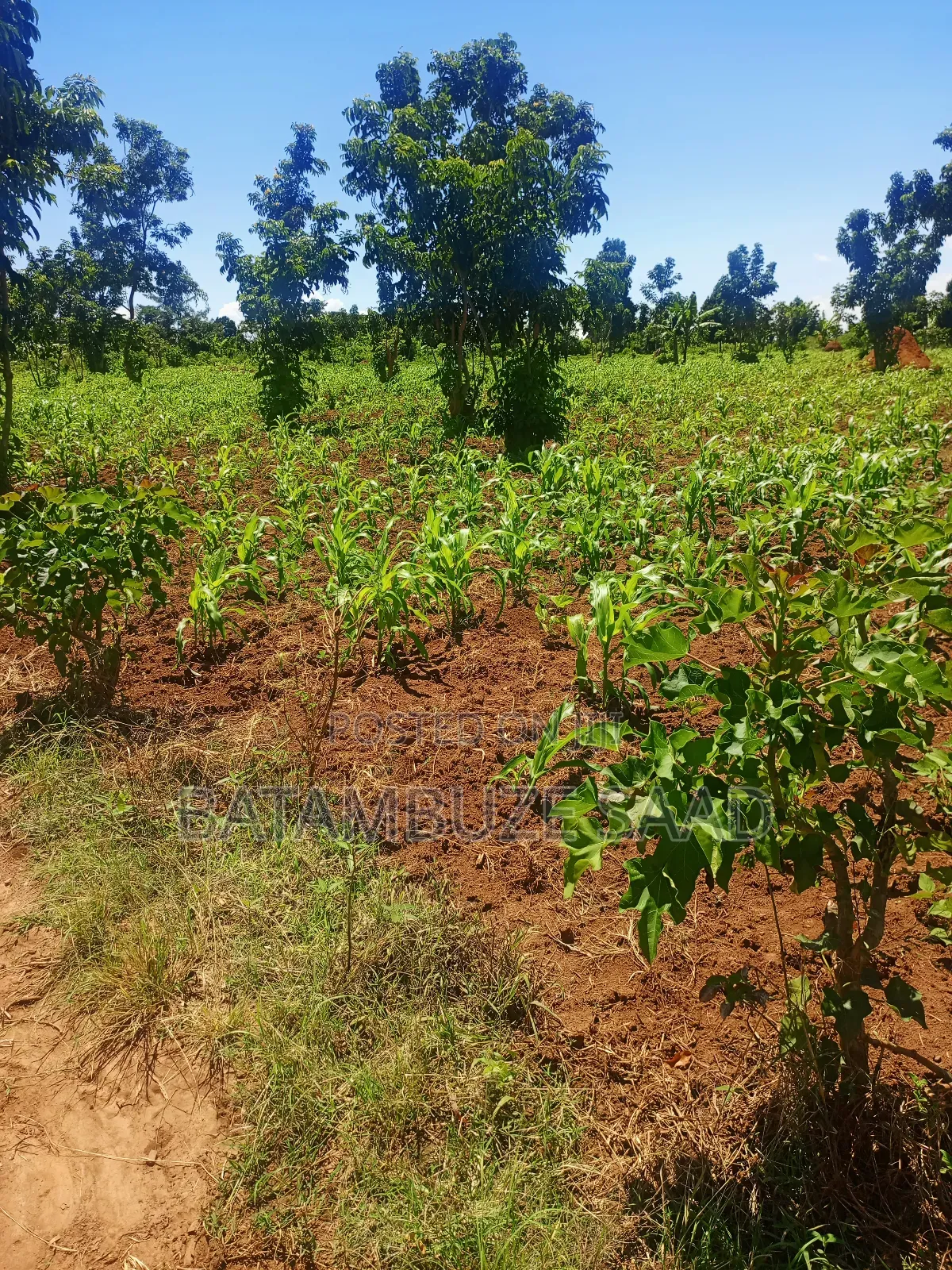 15 Acres of Farm Land on Lake Victoria Shores