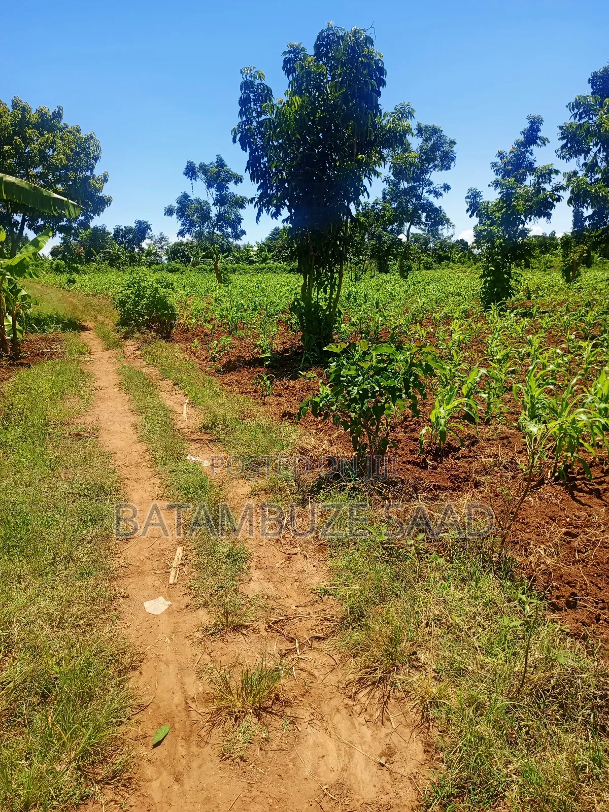 15 Acres of Farm Land on Lake Victoria Shores