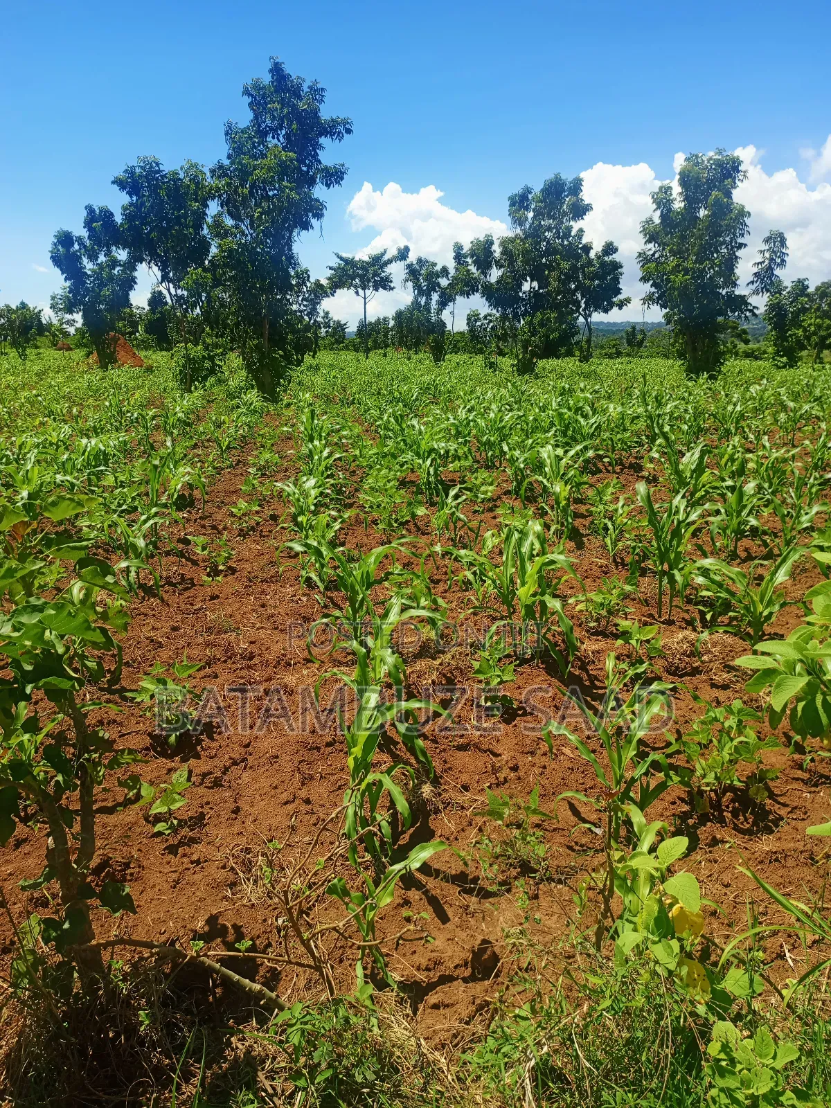 15 Acres of Farm Land on Lake Victoria Shores
