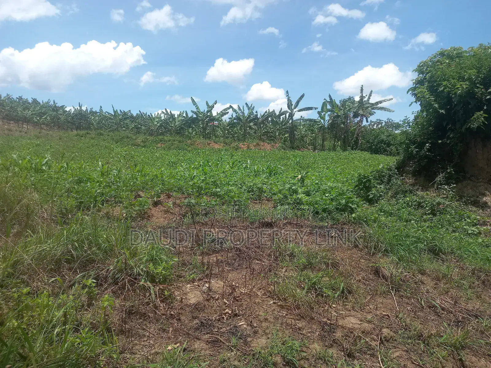 21⁄2 , 11⁄2 and 31⁄2acres at 34m Per Acre From 38m at Acre, in Rubaya Mb.