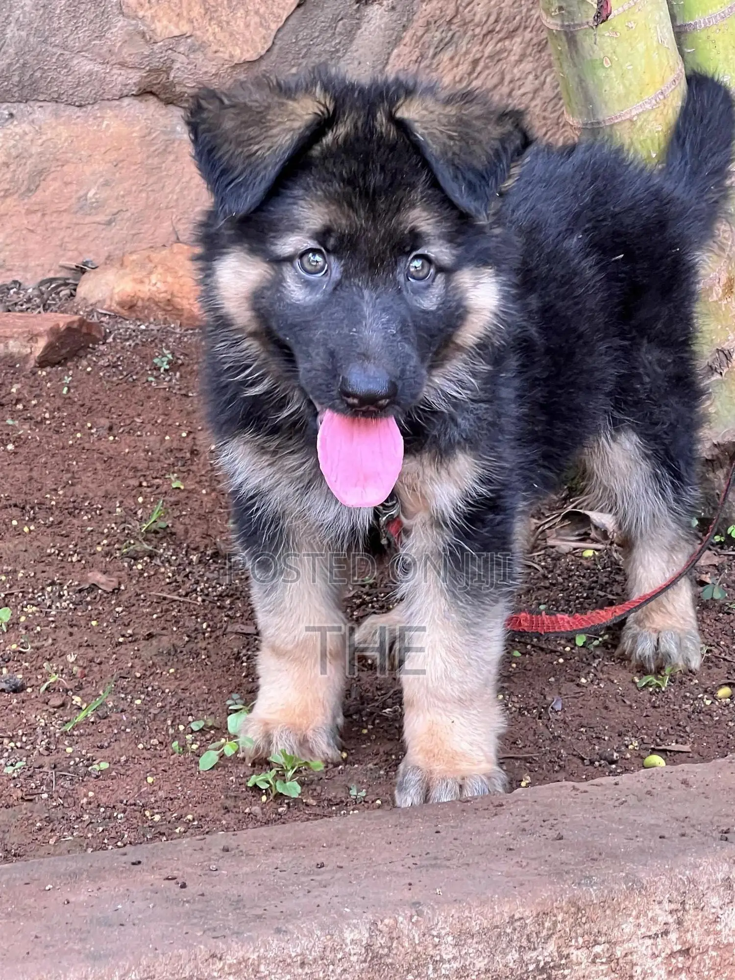 1-3 months Male Purebred German Shepherd