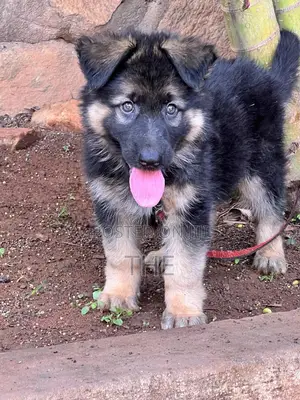 1-3 months Male Purebred German Shepherd