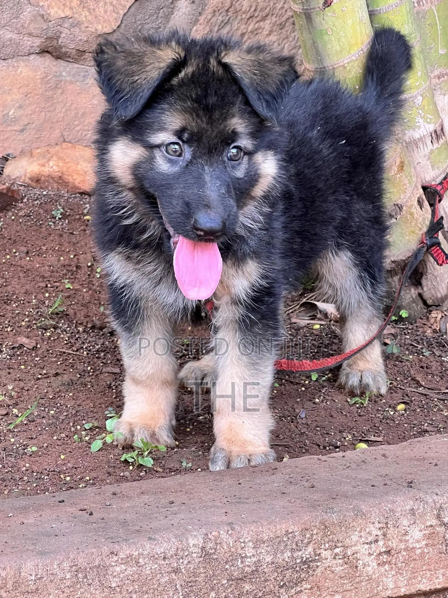 1-3 months Male Purebred German Shepherd