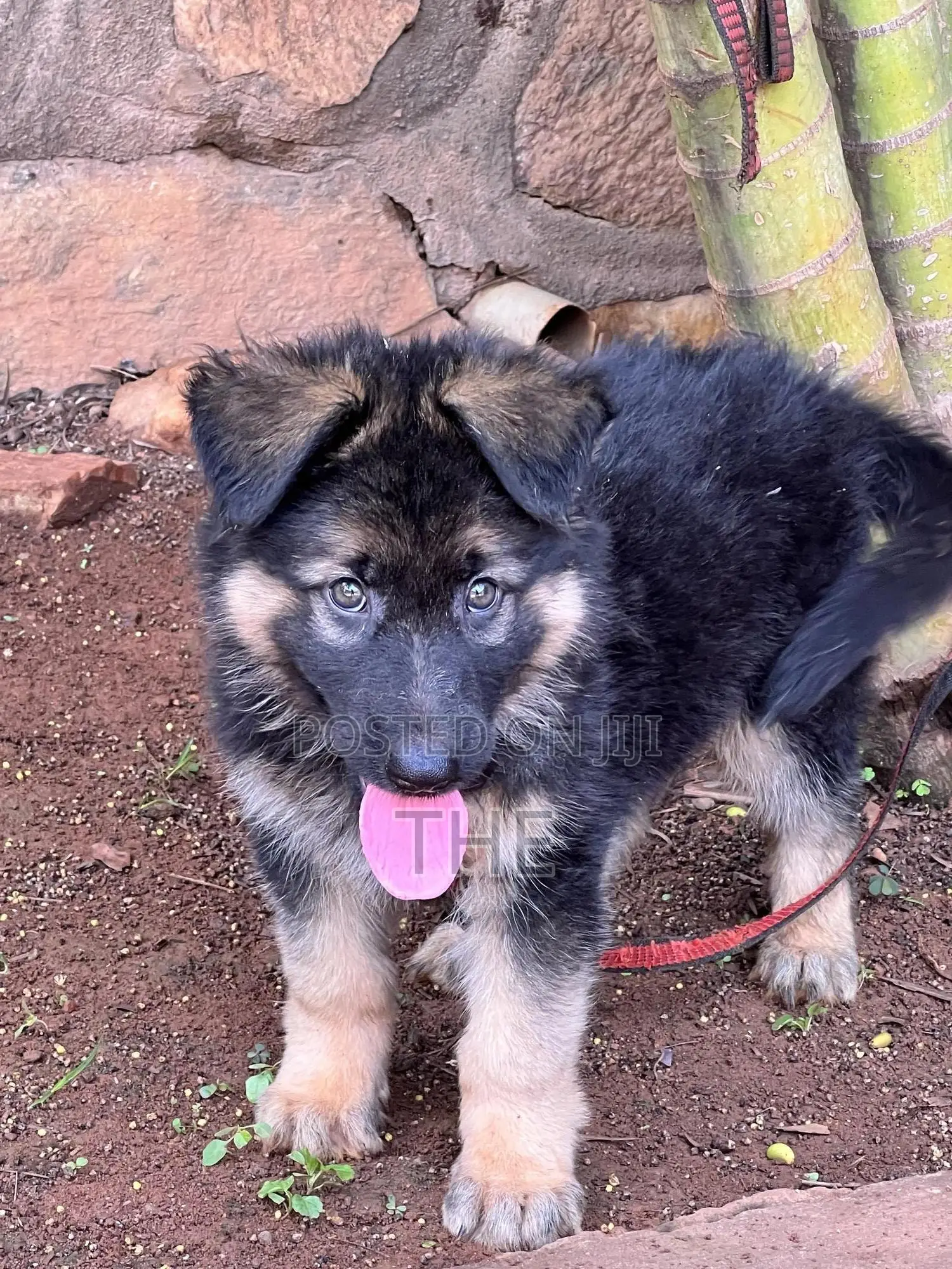 1-3 months Male Purebred German Shepherd