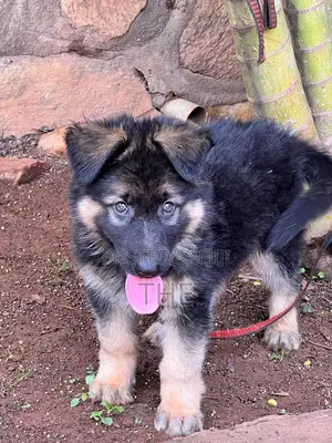 1-3 months Male Purebred German Shepherd