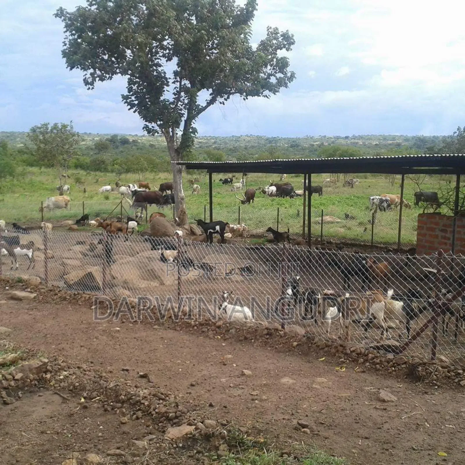 Farmland for Sale