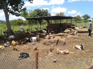Farmland for Sale