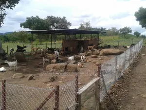 Farmland for Sale
