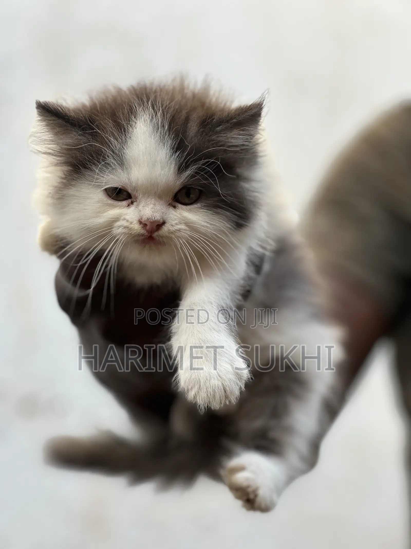 1-3 months Female Purebred Persian