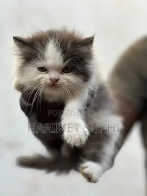 1-3 months Female Purebred Persian