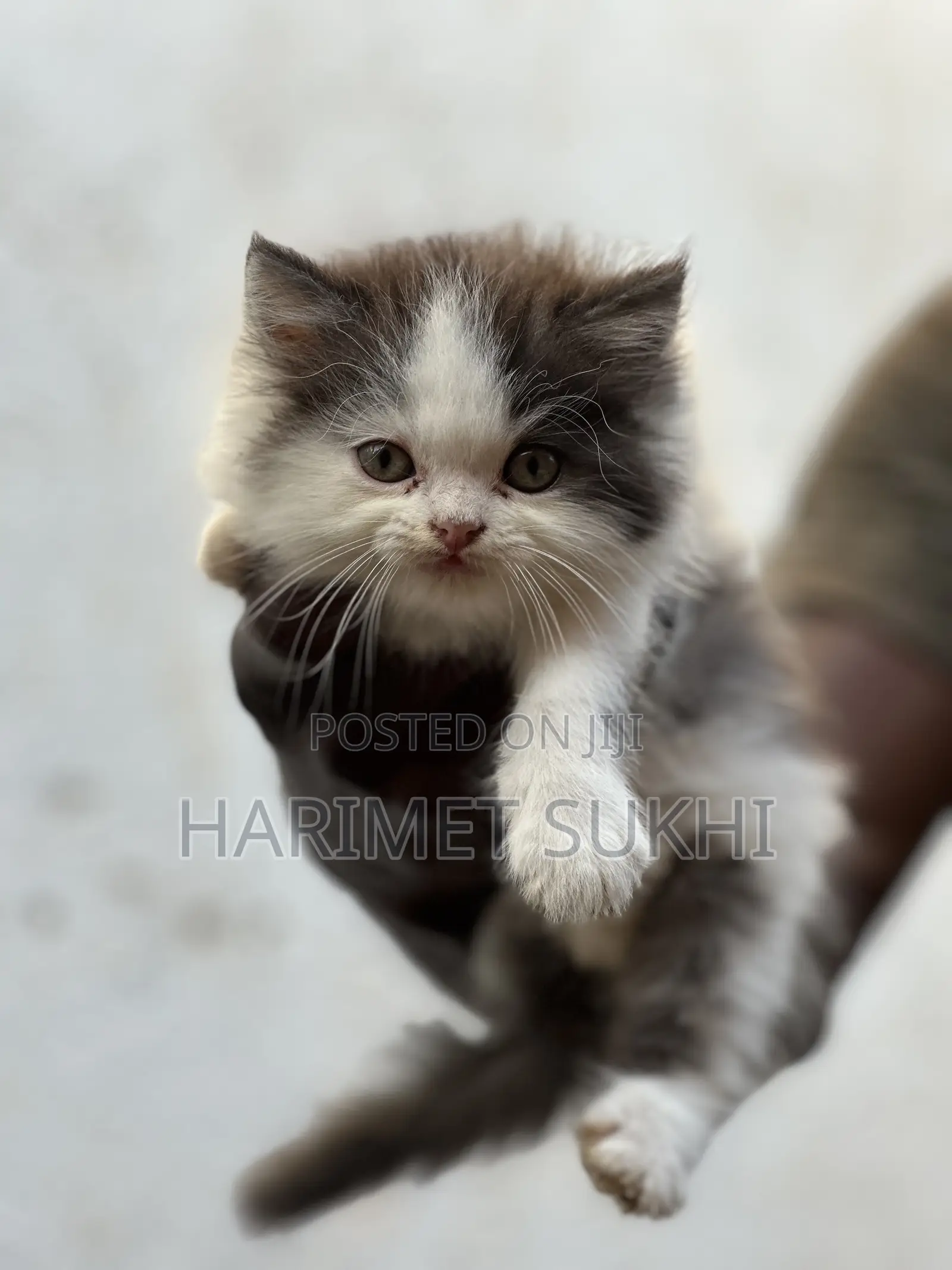 1-3 months Female Purebred Persian