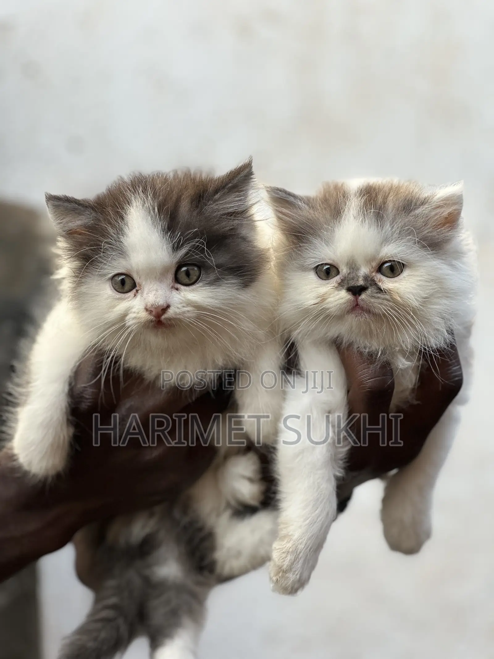 1-3 months Female Purebred Persian