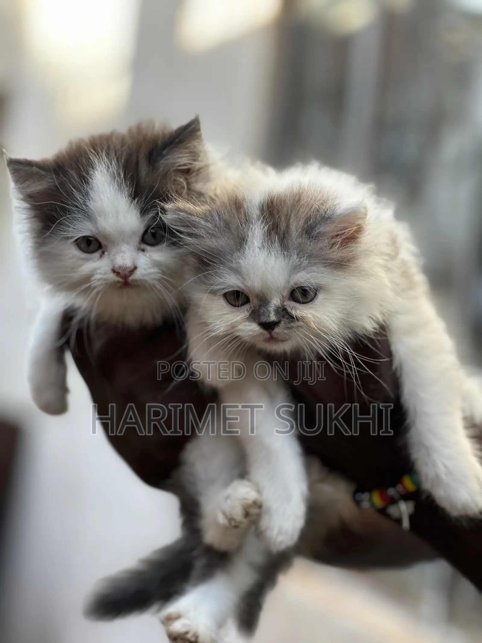 1-3 months Female Purebred Persian