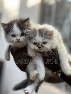 1-3 months Female Purebred Persian
