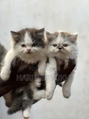 1-3 months Female Purebred Persian