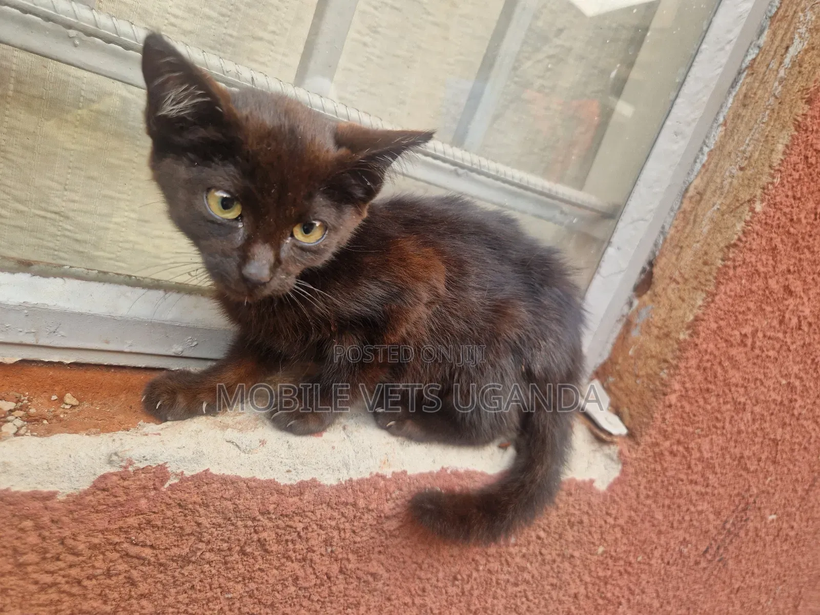 1-3 months Male Purebred American Curl