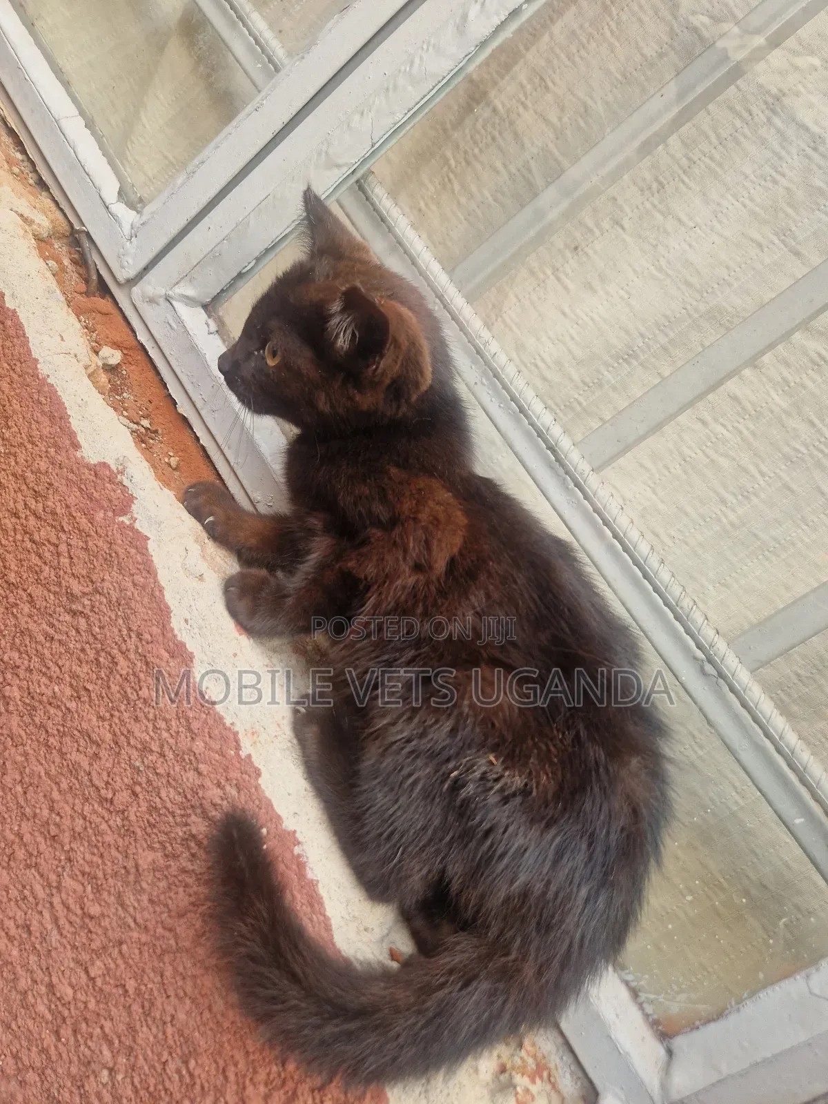 3-6 months Female Purebred American Bobtail