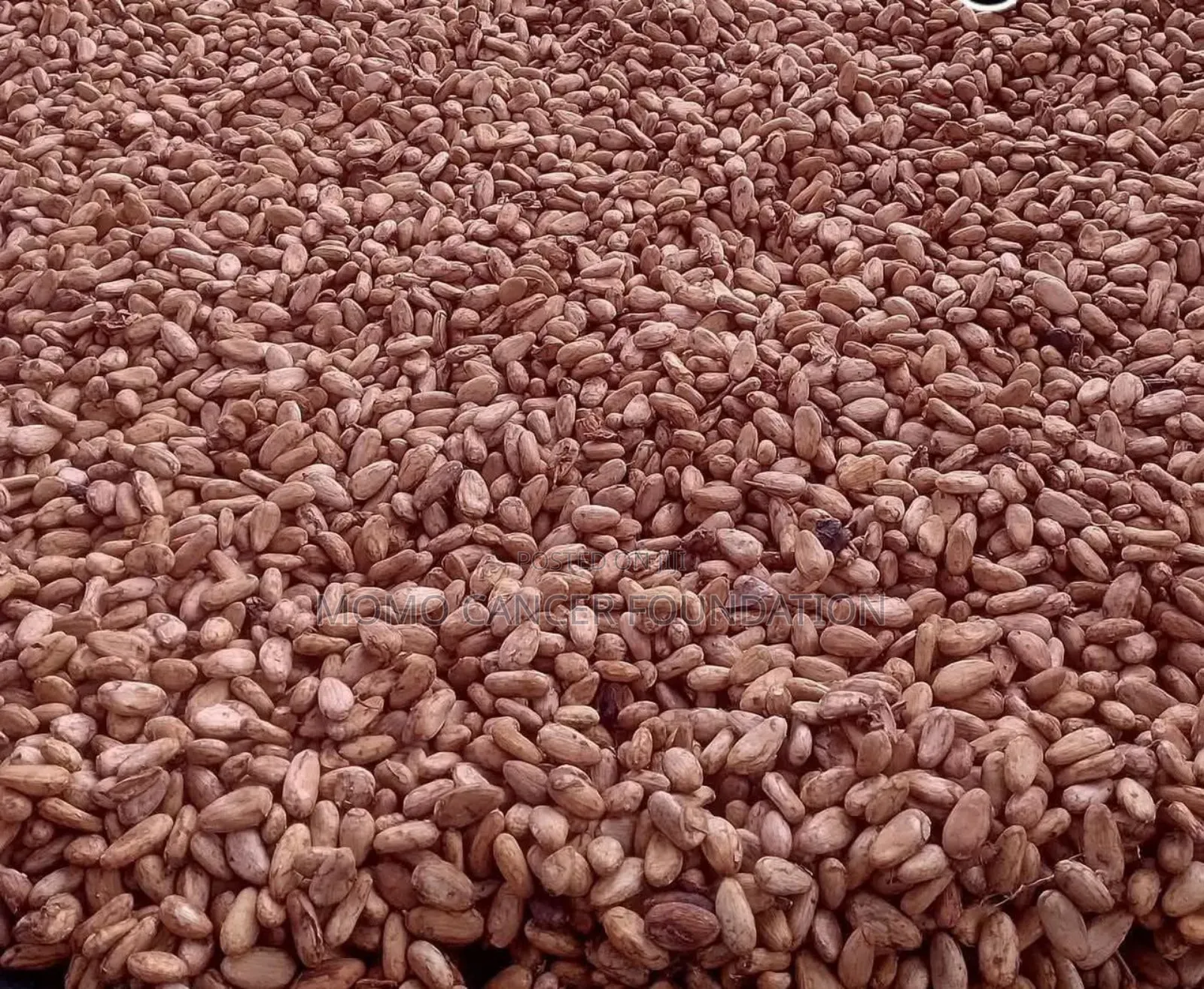 Cocoa Beans