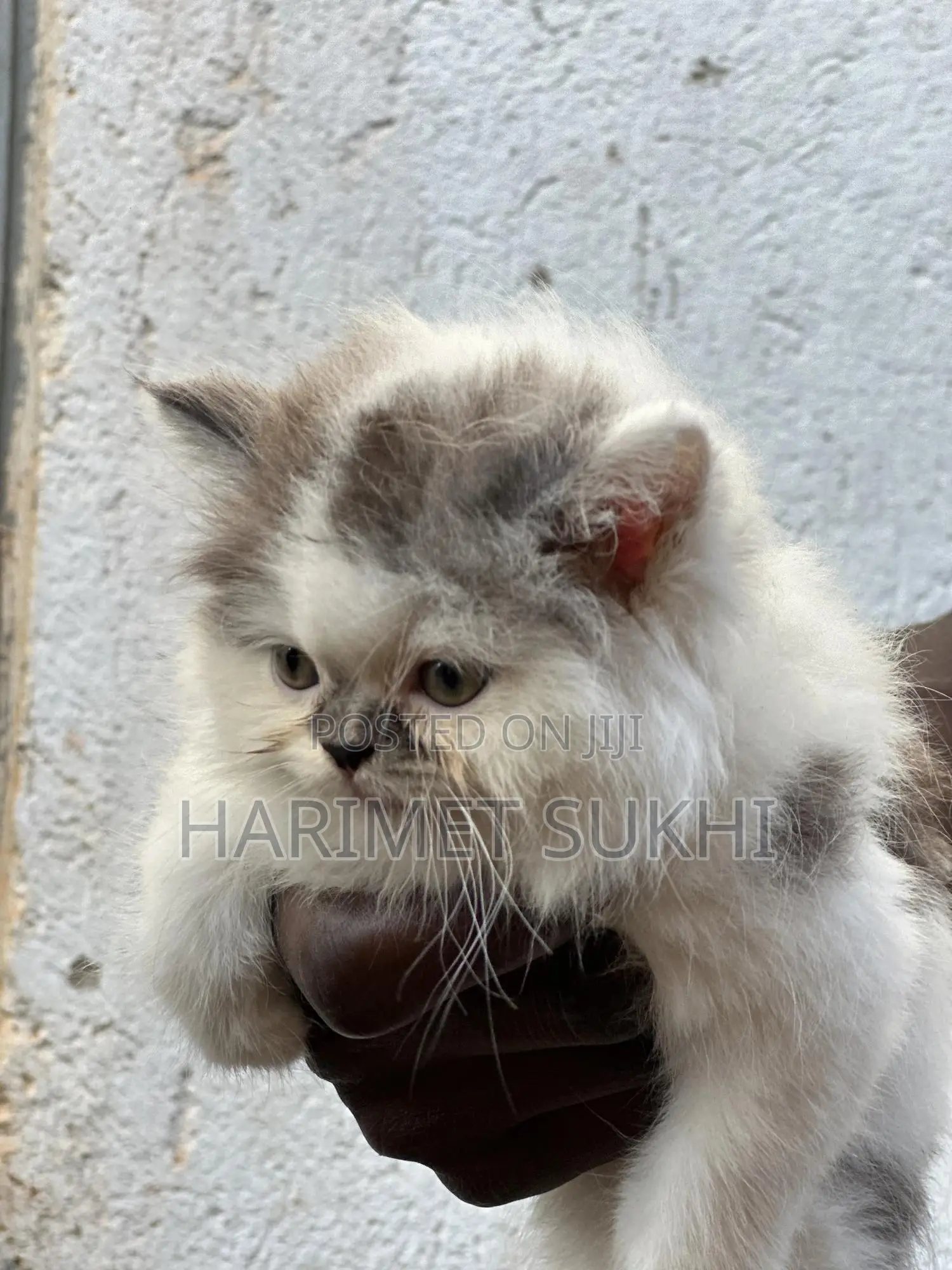 1-3 months Female Purebred Persian