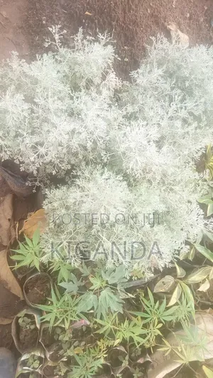 Seedlings of Herbs and Spices